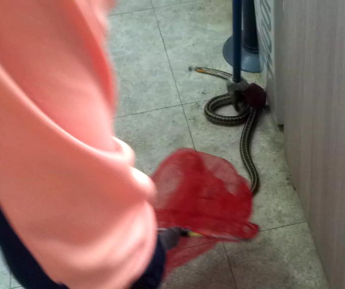 예산소방서 119구조대가 지난 11일 예산군 예산읍의 한 사무실에서 뱀을 포획하는 장면.