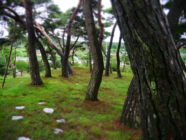 아름답고 여유로운 고마나루 솔숲