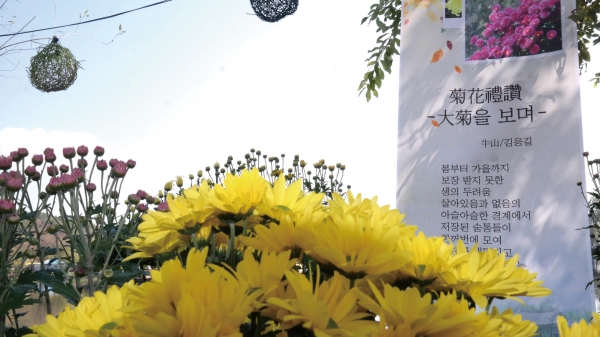 향기, 멋, 그림에 취하는 '제11회 굿뜨래 국화전시회' 사진