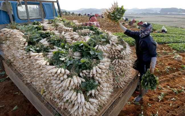 태안군 근흥면 두야리에서 농민들이 알타리를 수확하고 있다.