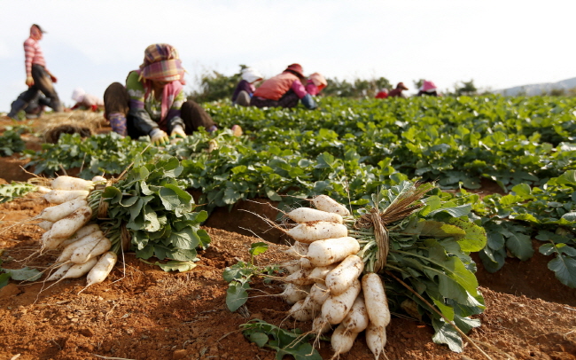 태안군 근흥면 두야리에서 농민들이 알타리를 수확하고 있다.