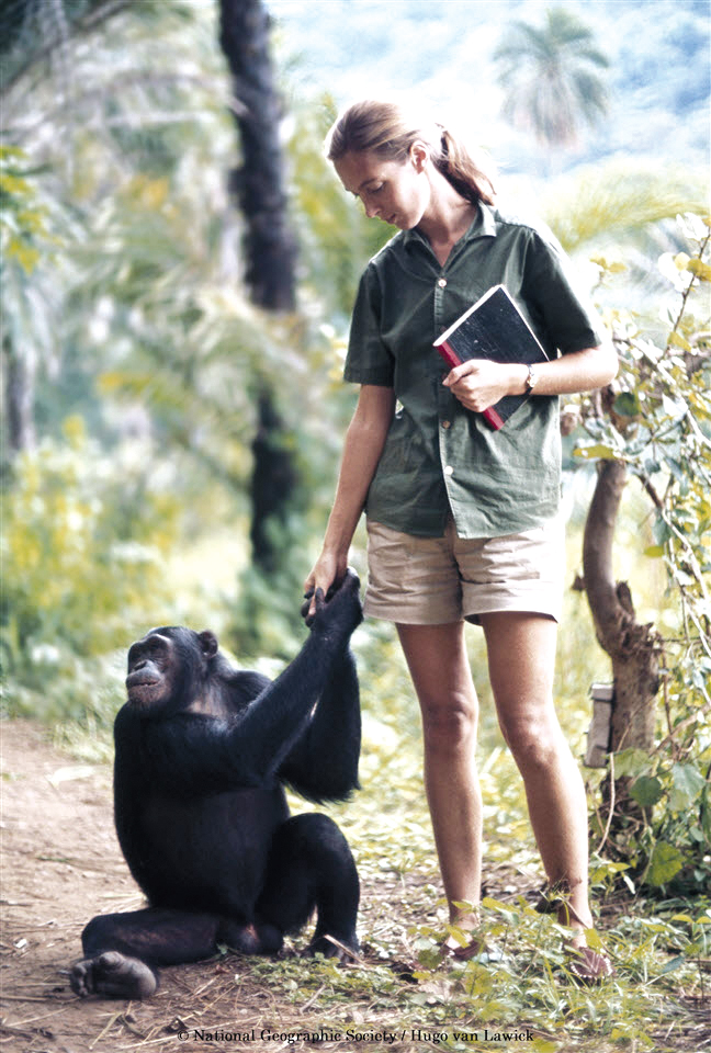 국립생태원 안내 책자에 담긴, 침팬지를 연구하던 젊은 시절의 제인 구달.