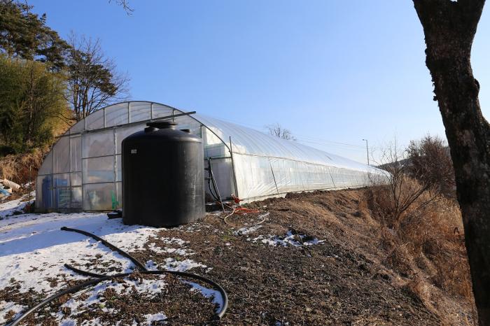 아이스플랜트 재배에 성공한 예산의 권혁태씨 농장
