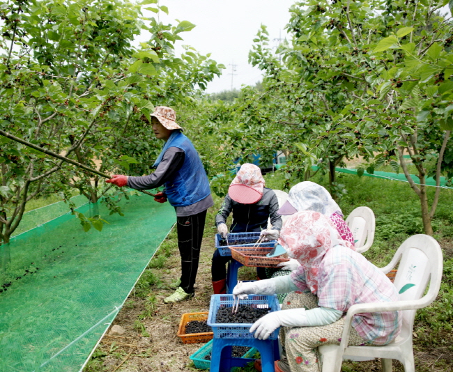 태안읍 장산리 고형식 씨 농장에서 농민들이 오디를 수확하고 있다. 