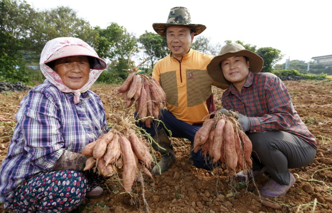 태안군 전역에서 재배되고 있는 태안 호박고구마가 이달 초부터 수확에 들어갔다. 사진은 11일 안면읍 승언리의 한 농가에서 호박고구마를 수확하는 모습.