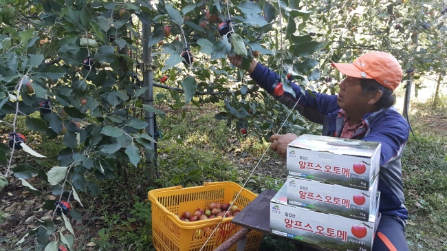 청양군에서는 칠갑산 알프스오토메 수확이 한창이다.