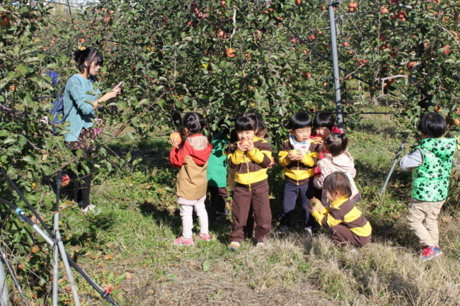 오는 11월 3일 충남농기원에서 사과따기 체험행사가 열린다.