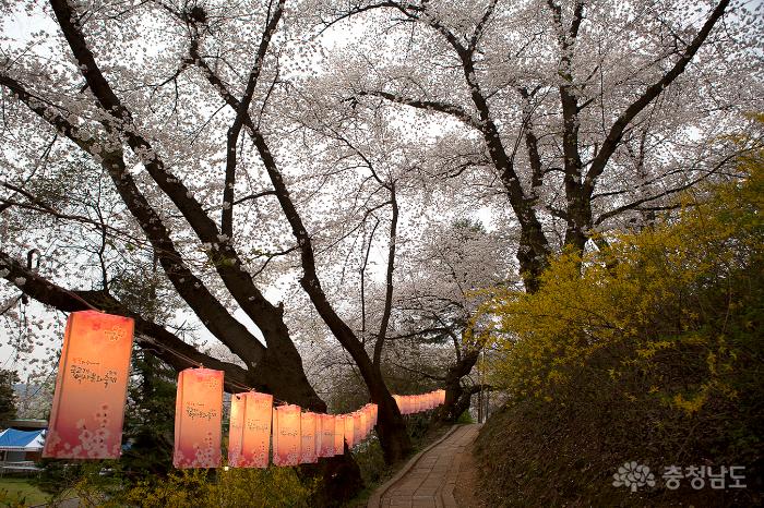 아름다운벚꽃속국고개역사문화축제 5