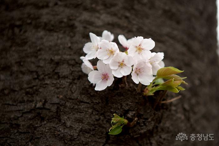 아름다운벚꽃속국고개역사문화축제 8