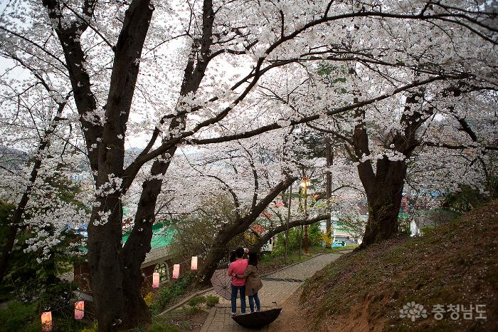 아름다운벚꽃속국고개역사문화축제 14