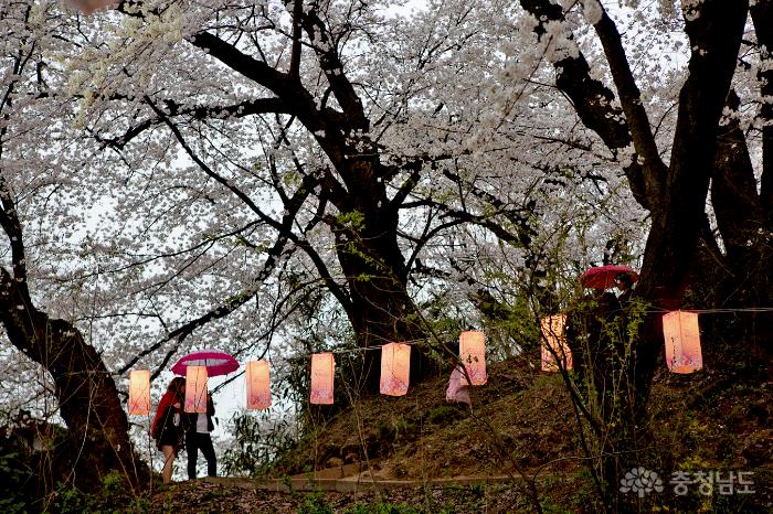 아름다운벚꽃속국고개역사문화축제 18
