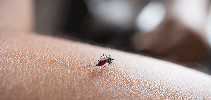 충남서도 ‘일본뇌염 모기’ 올해 첫 확인
