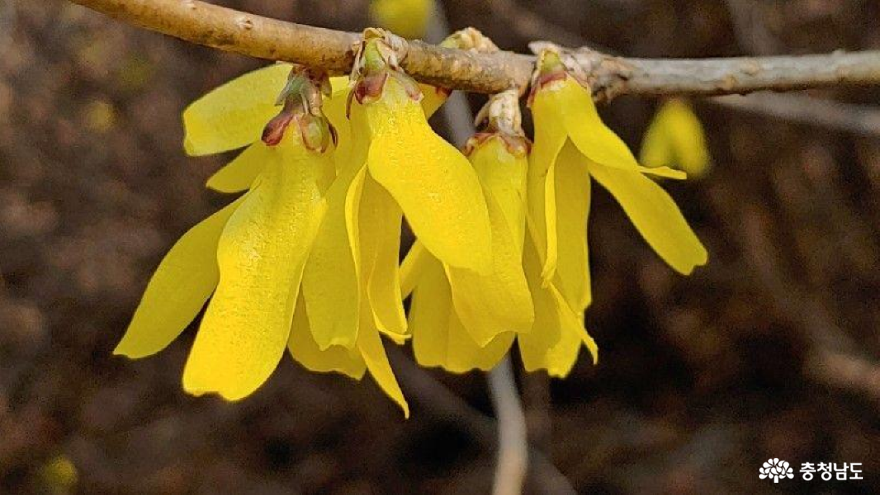 노오란 색으로 봄을 부르는 '희망'의 꽃들