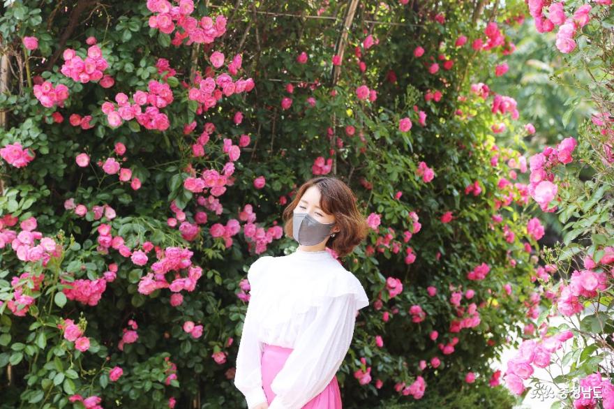 꽃의 여왕 장미의 계절에 꼭 들러야 하는 명소 '단대 장미공원'