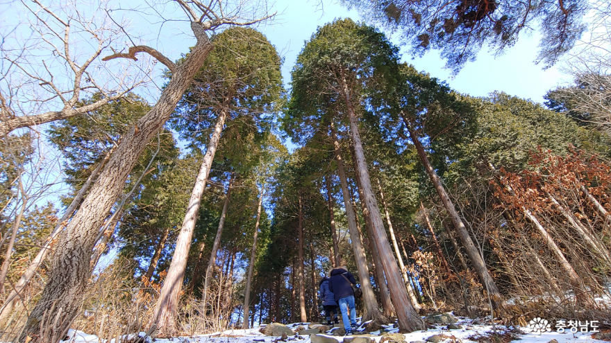 보령 성주산자연휴양림 편백나무숲