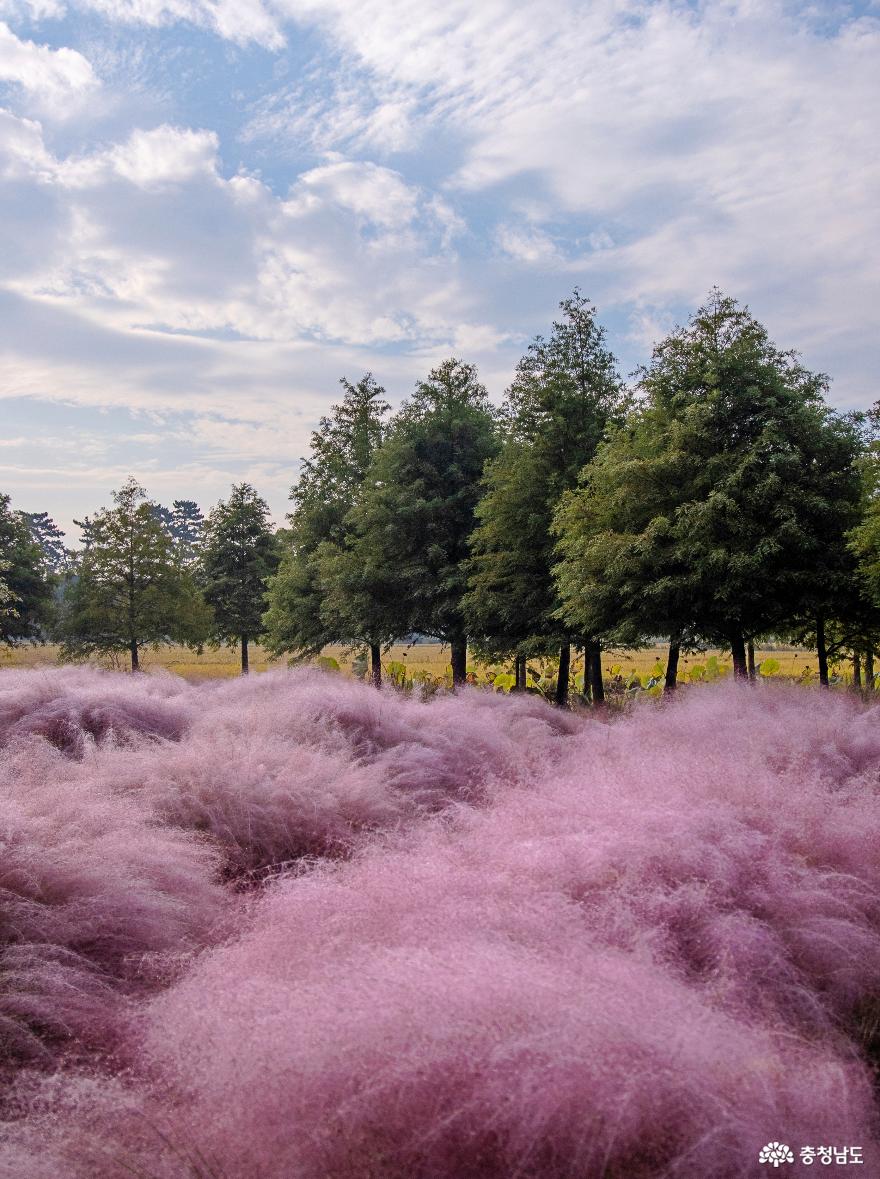 핑크뮬리가 유혹하는 청산수목원