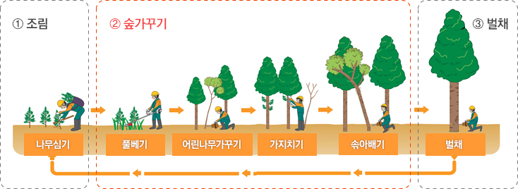 조림 숲가꾸기 벌채 흐름도-1.조림(나무심기) 2. 숲가꾸기(풀베기→어린나무가꾸기→가지치기→솎아배기) 3. 벌채(벌채)