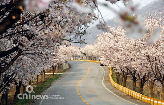 '분홍 꽃비' 흩날리는 금강 벚꽃축제
