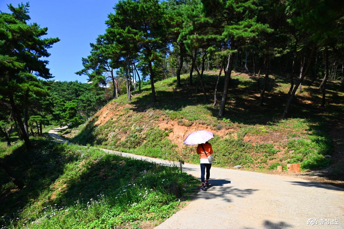 공주 구룡사 구절초꽃