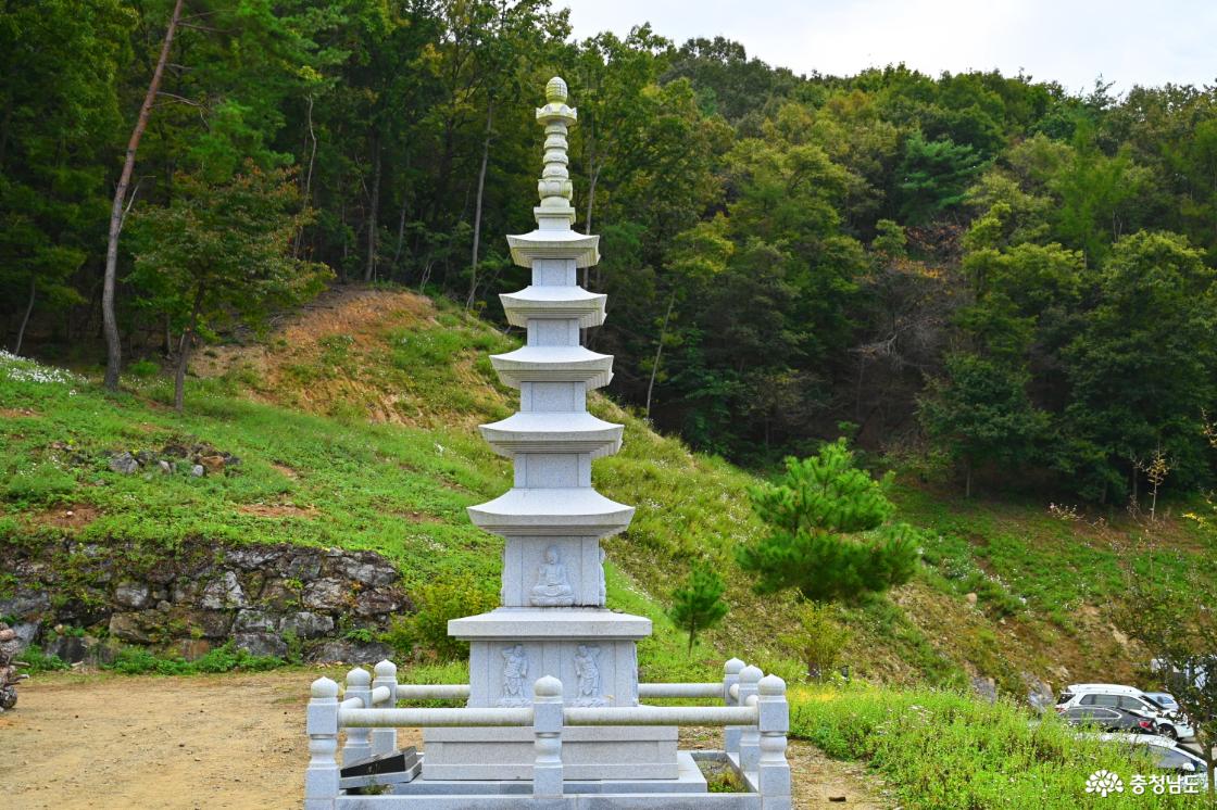 공주 구룡사 구절초꽃