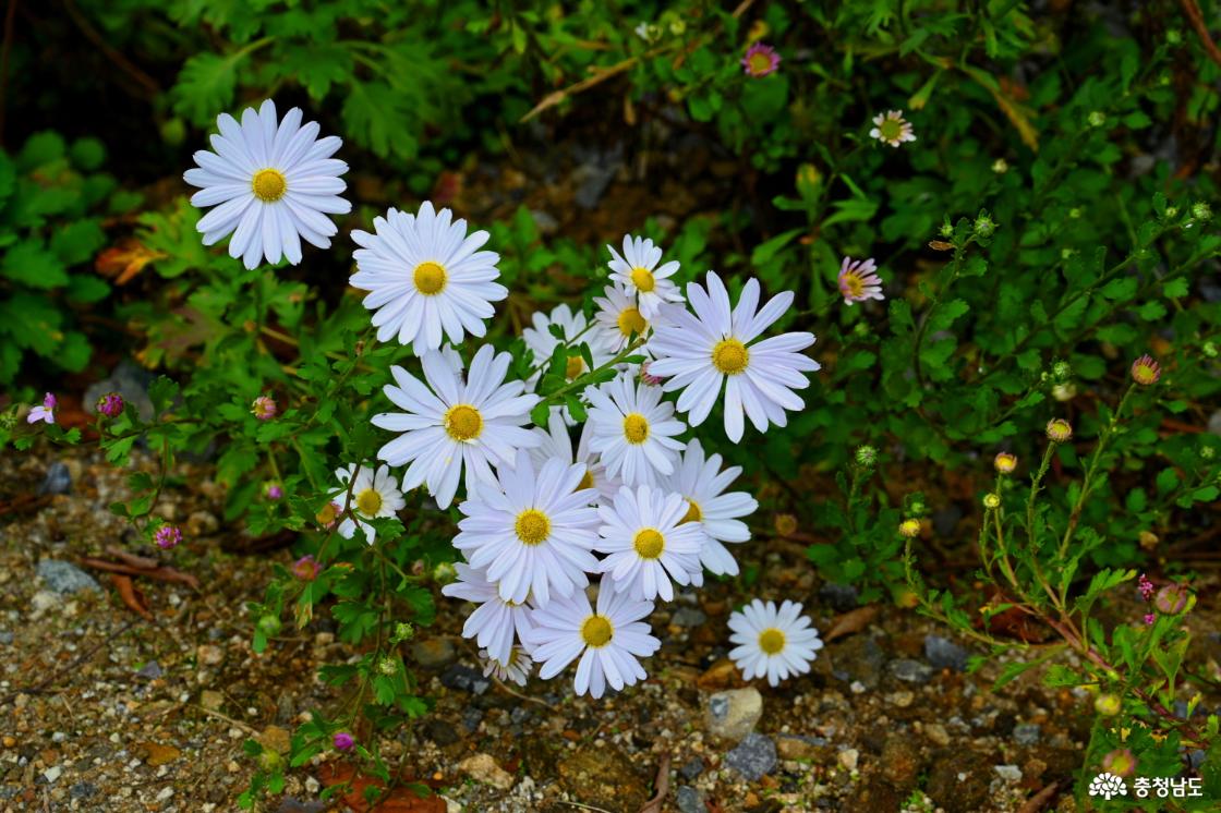 공주 구룡사