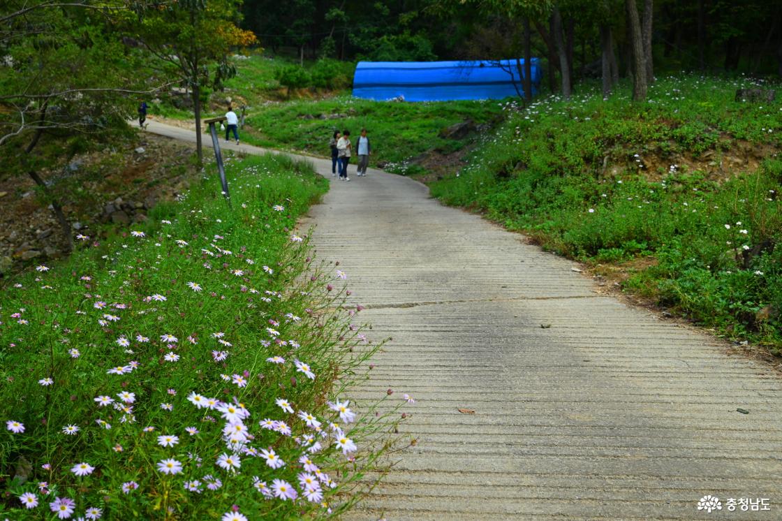 공주 구룡사 구절초꽃