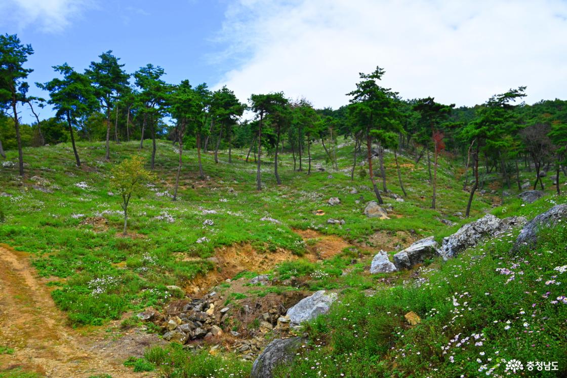 공주 구룡사 구절초꽃