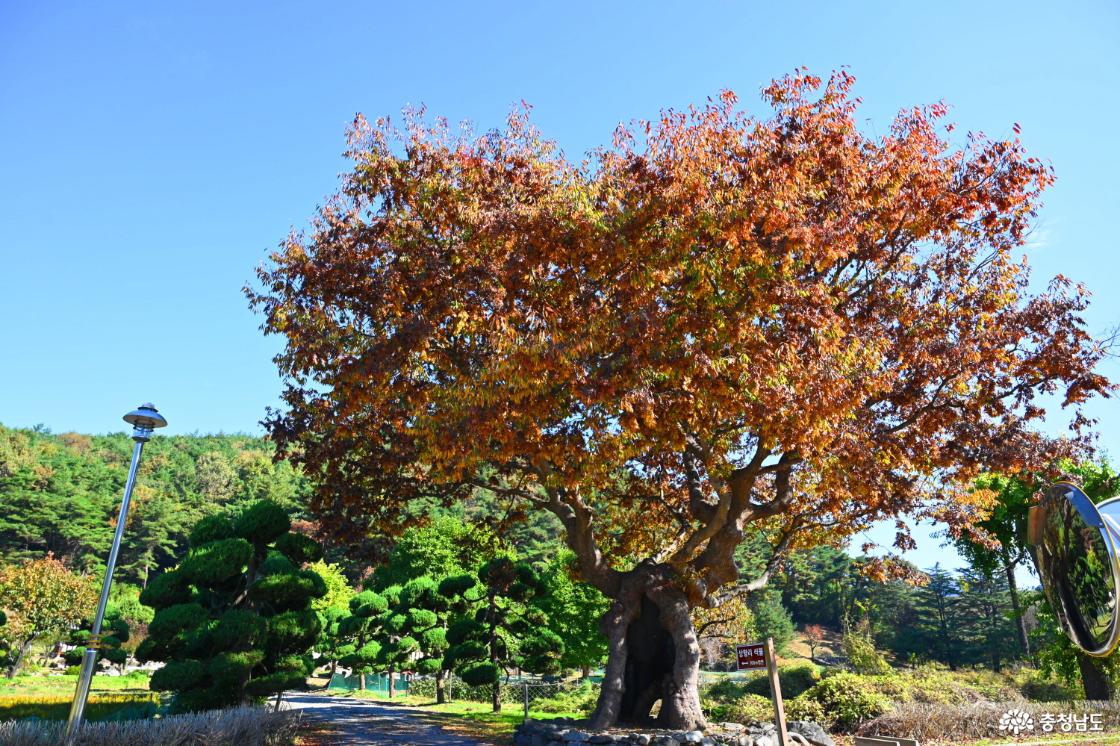 이산해 신도비 앞에 있는 단풍입니다