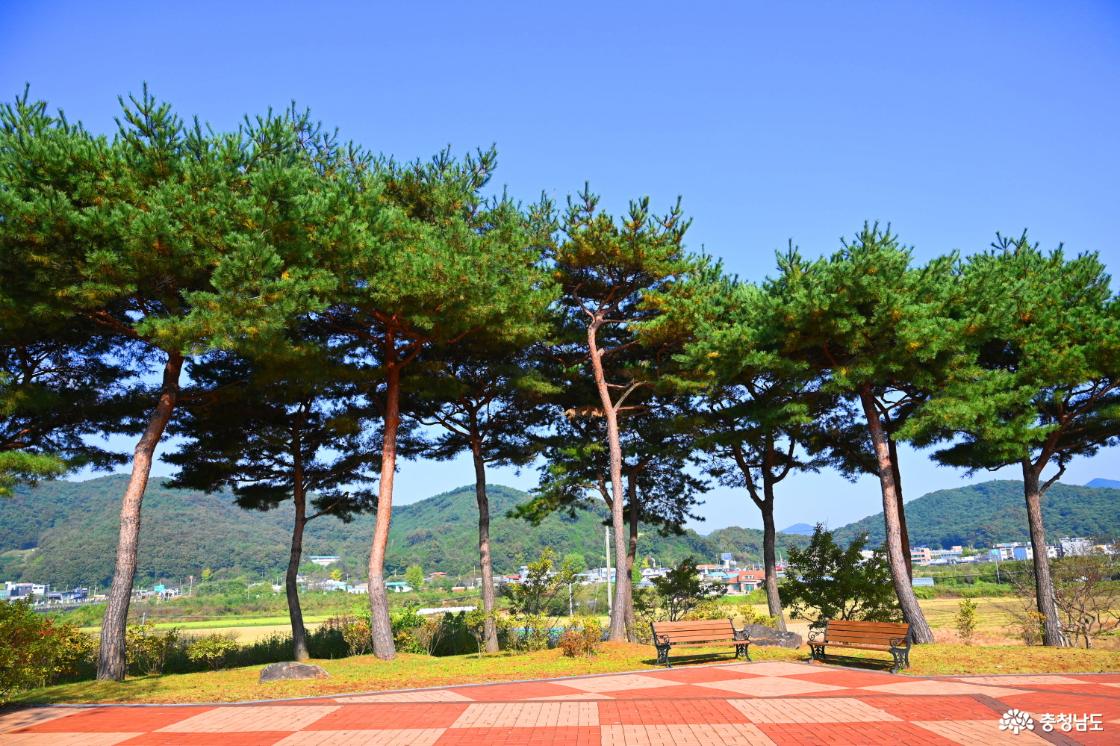 김좌진 장군 생가지 소나무