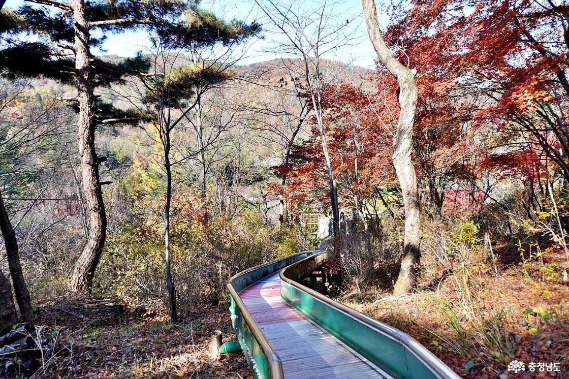 고운식물원 롤러 슬라이드 통과하는 단풍구간