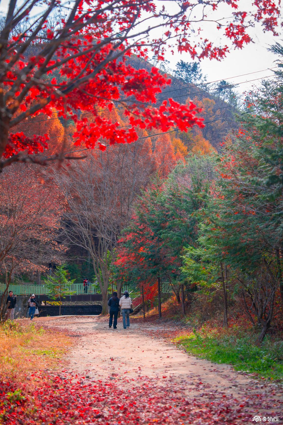 논산온빛휴양림의 아름다운 풍경 