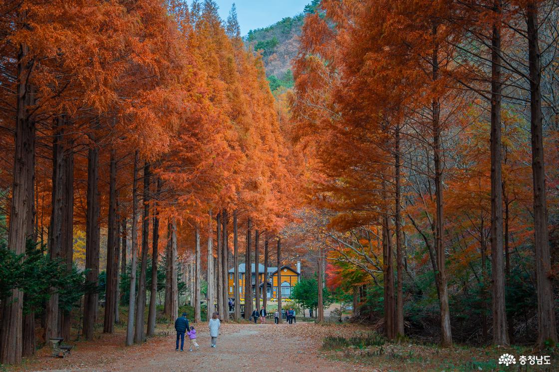 논산온빛휴양림의 아름다운 가을 풍경 