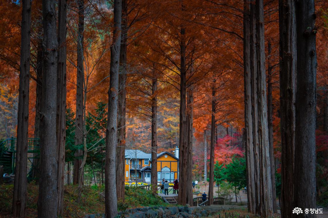 논산온빛휴양림의 아름다운 가을 풍경 