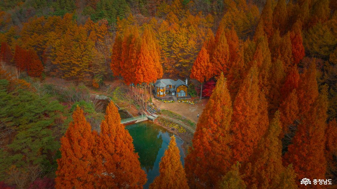 논산온빛휴양림의 아름다운 가을 풍경 