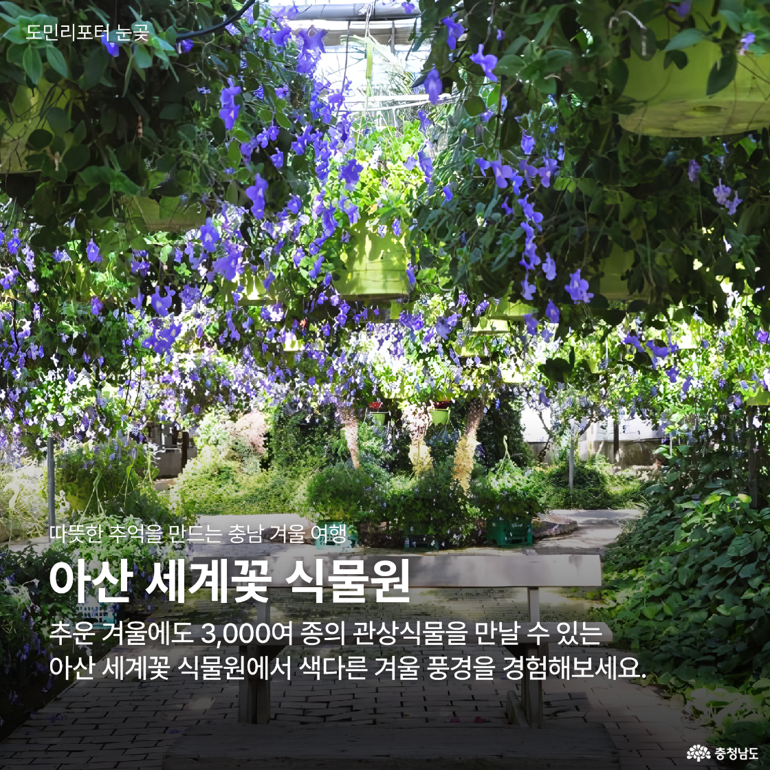 아산 세계꽃 식물원의 화려한 꽃들과 색다른 겨울 풍경을 경험할 수 있는 장면을 담았습니다.