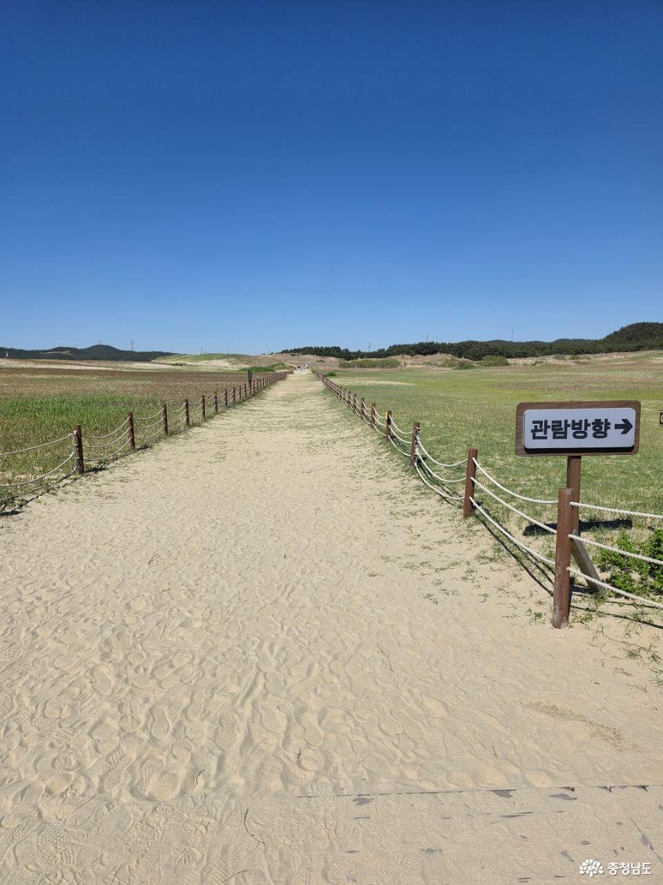 해안사구 전경 1