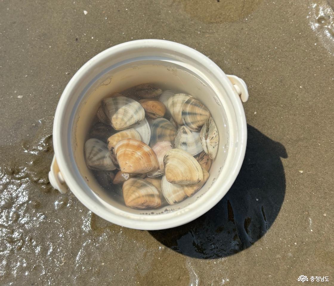 삼봉해수욕장