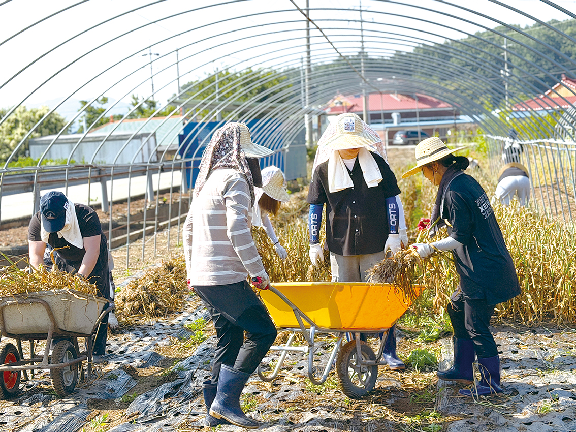충남도립대, 농촌일손돕기 