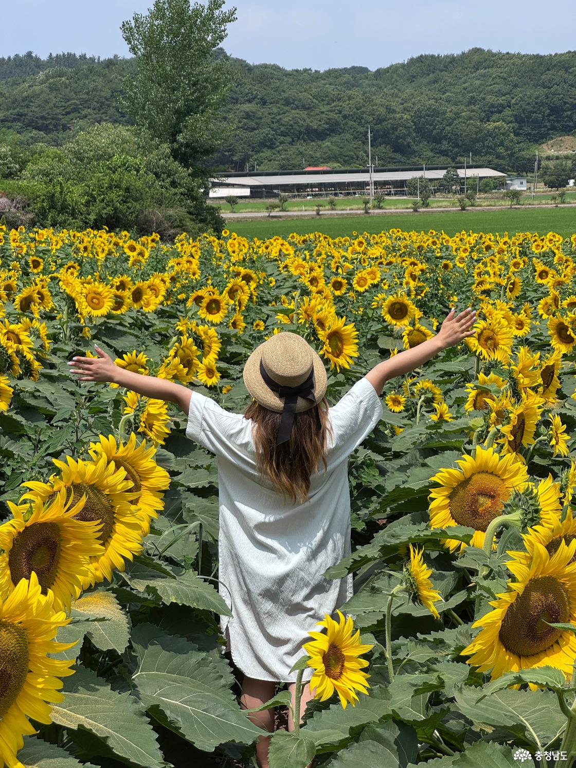 하솔마을 해바라기 군락지