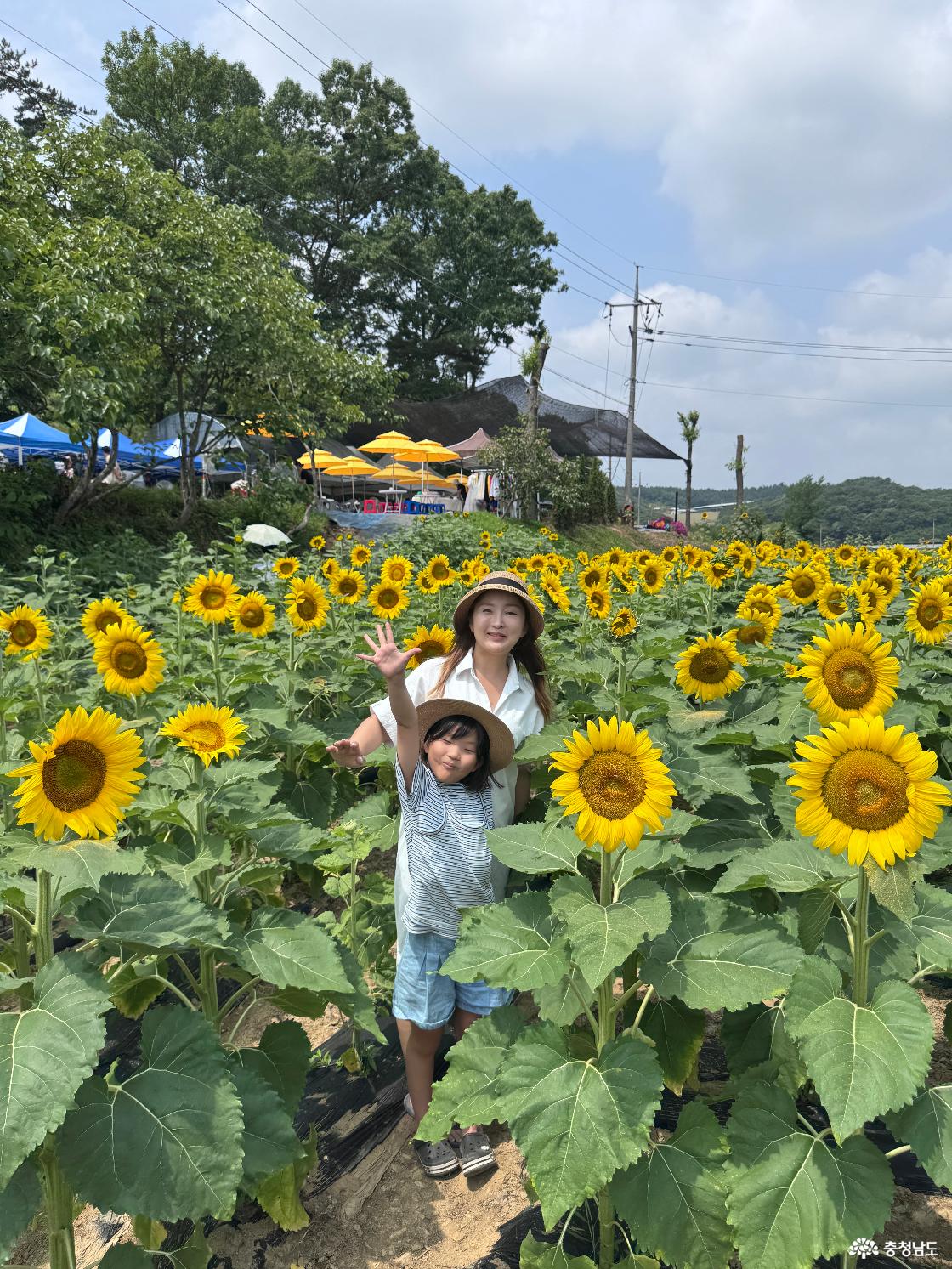 하솔마을 해바라기 군락지