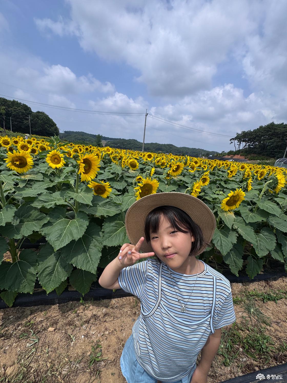 하솔마을 해바라기 군락지