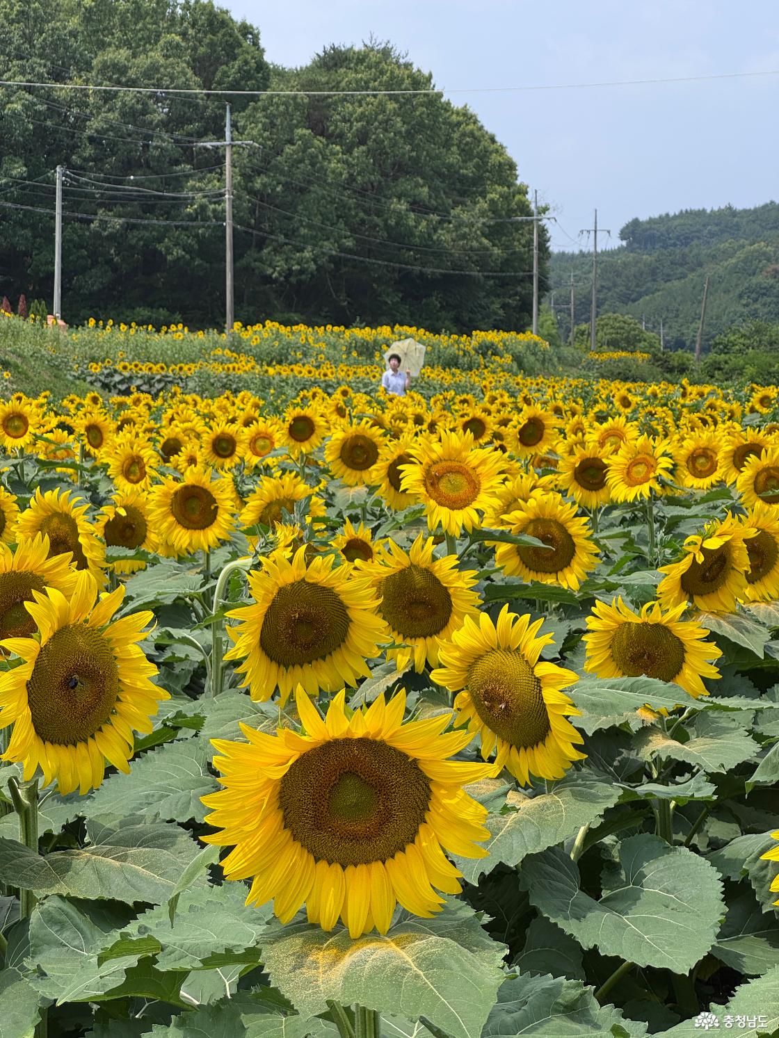 하솔마을 해바라기 군락지