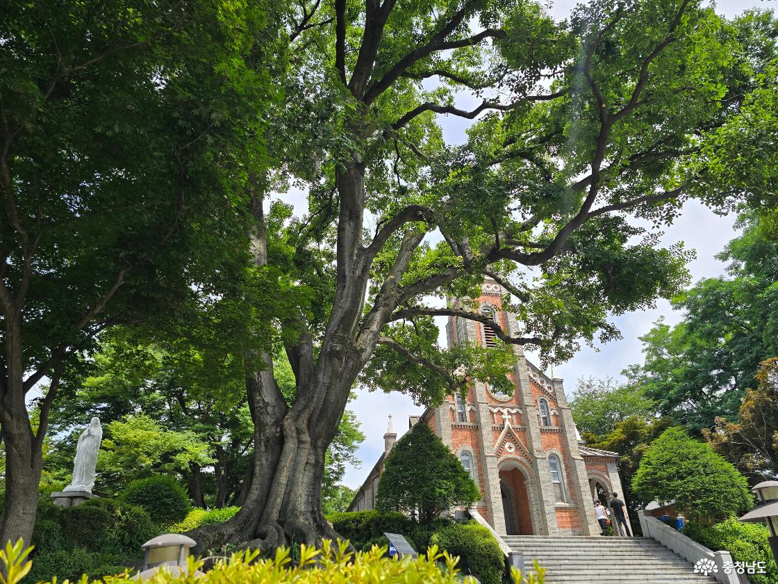 수령이 오래된 보호수와 공세리성당이 함께 어우러진 대표 포토존 풍경