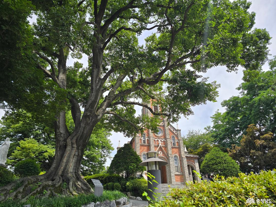 천연기념물 보호수 뒤로 보이는 공세리성당의 이국적인 붉은 벽돌 건축