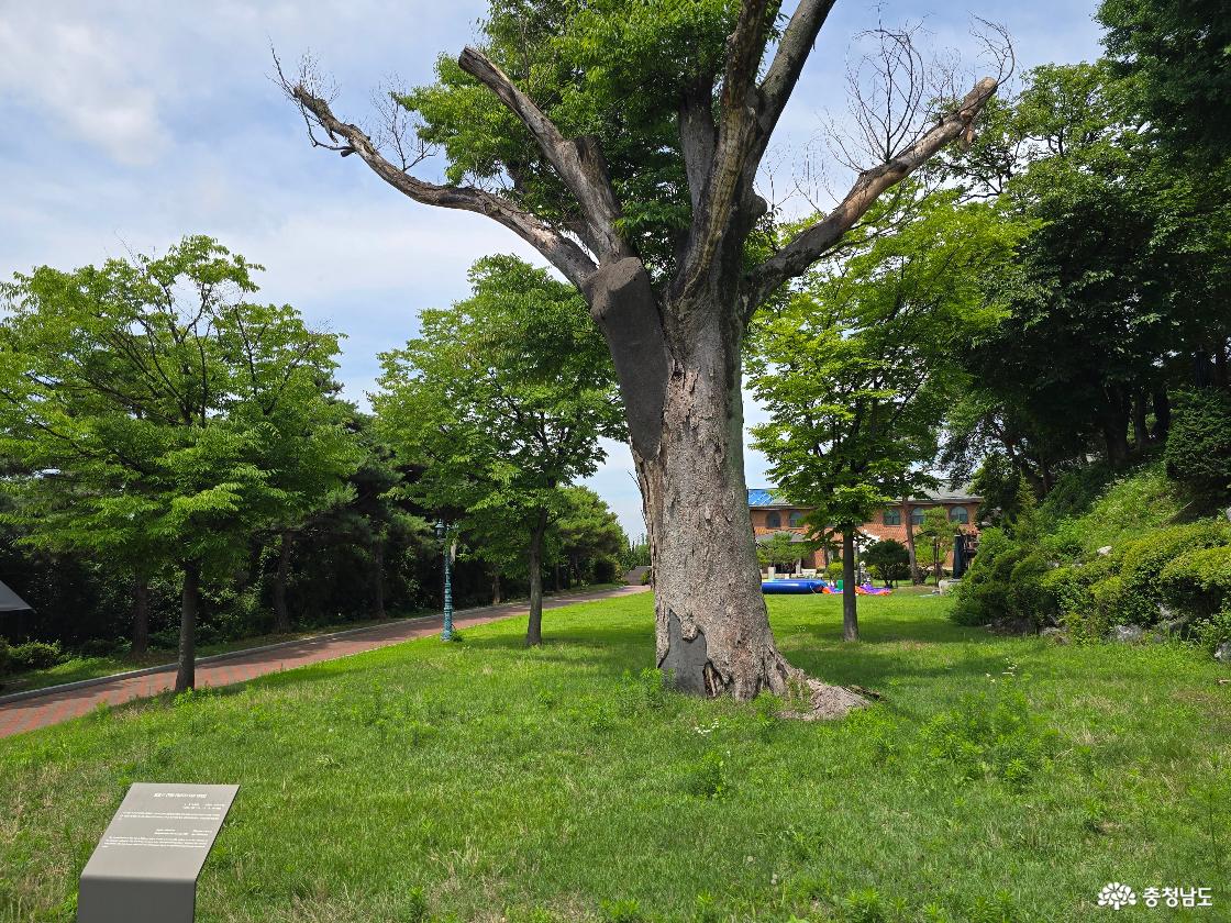 공세리성당 경내의 오래된 고목과 넓은 잔디광장 풍경, 여유로운 산책 공간