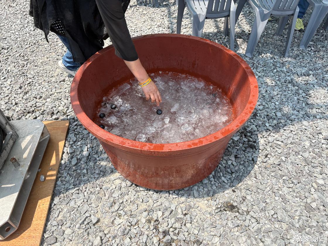 삼길포항우럭축제