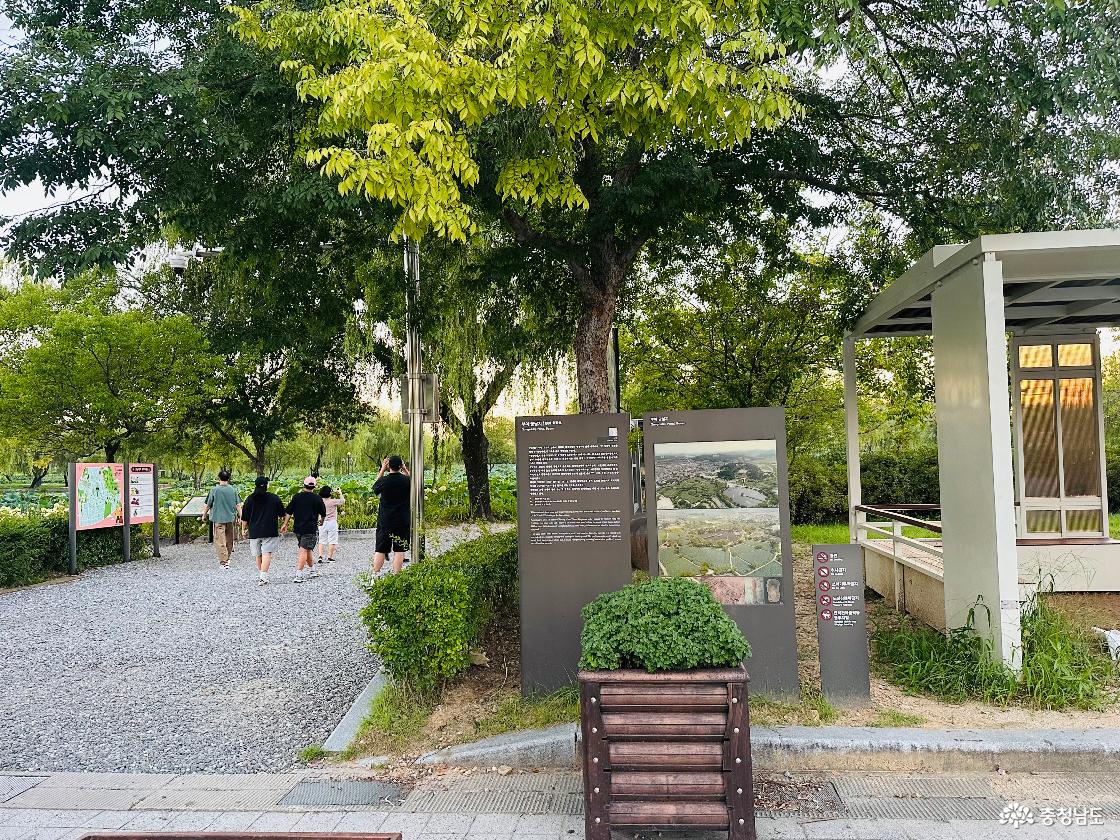 천년의 연못에 피어난 백제의 로맨스, 부여 궁남지로 떠나는 감성 여행