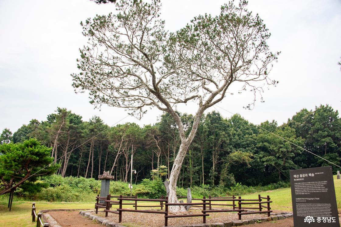 예산 용궁리 백송 (천연기념물)