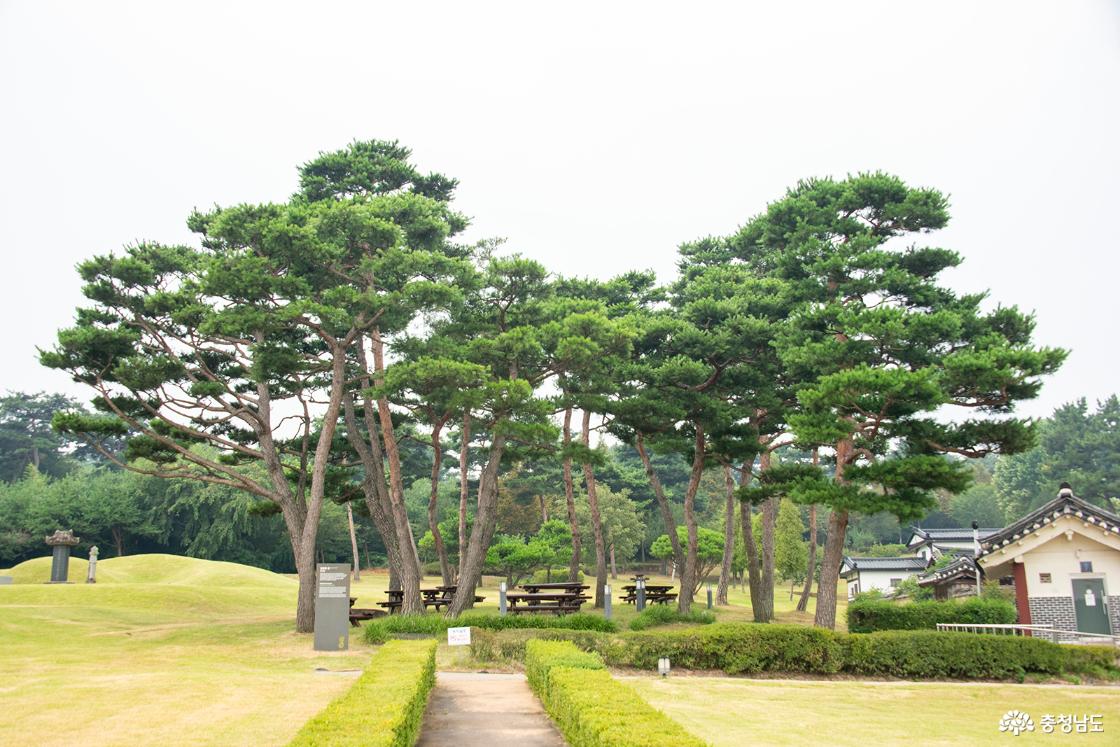 세한도를 연상시키는 소나무