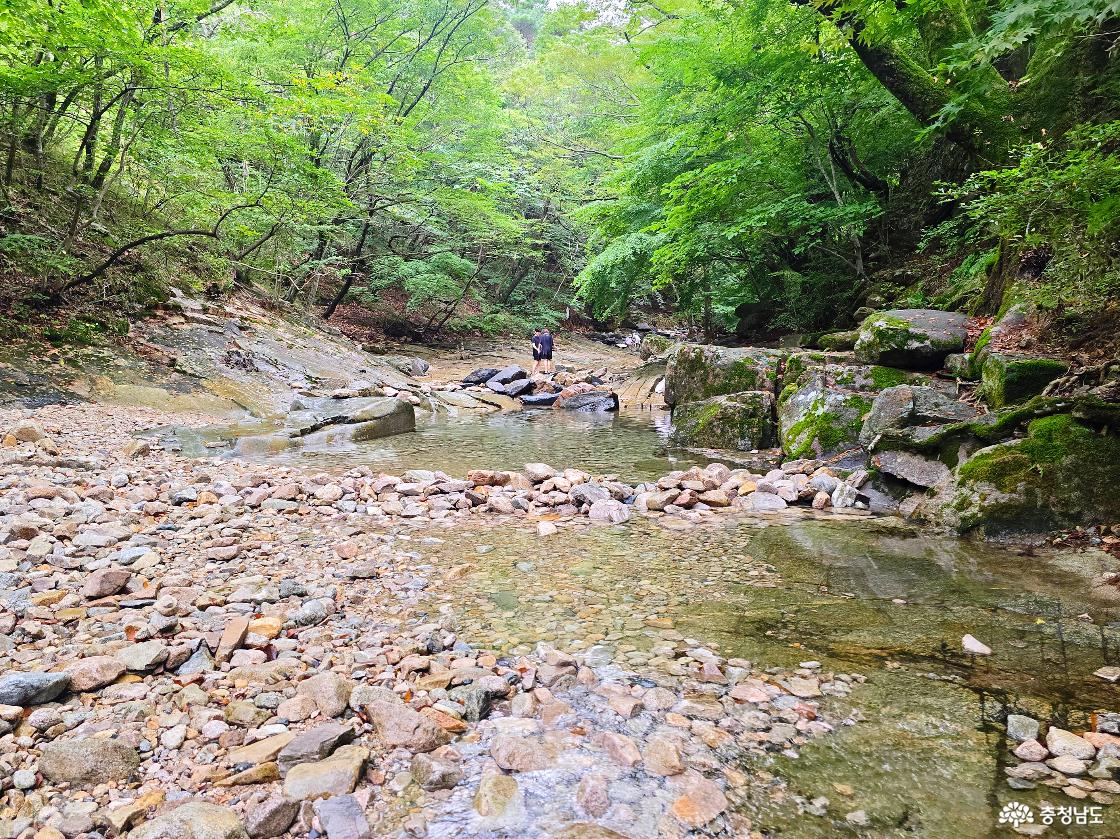 울창한 계룡산 숲과 바위 사이로 맑은 물이 이어지는 동학사 계곡 한시적 출입 허용구간